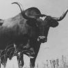 Longhorn and the Chisholm Trail