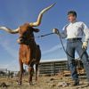 Rusty, the Star-Telegram’s Steer, is Going to the Fort Worth Herd