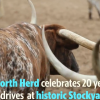 Fort Worth Cattle Drive Celebrates 20 years