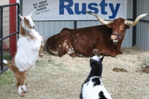 Fort Worth Stock Show and Rodeo in 2008