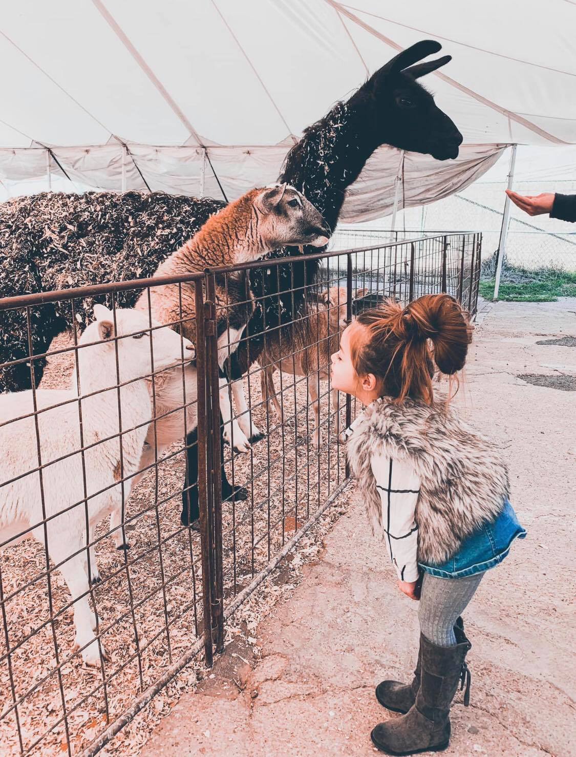 Fort Worth Stockyards Petting Zoo