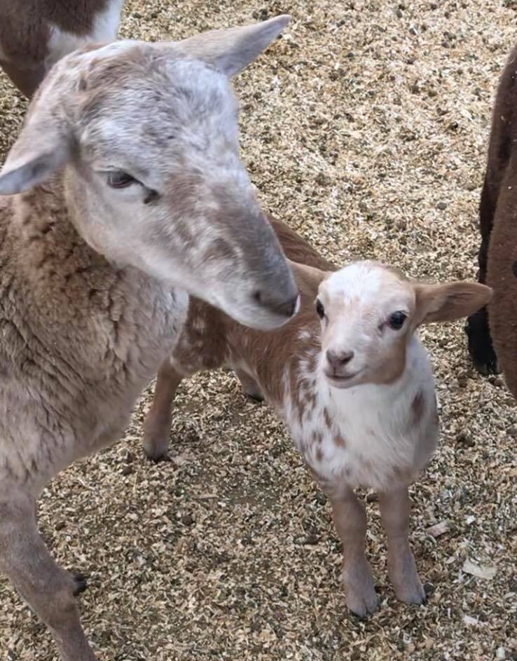 Fort Worth Stockyards Petting Zoo