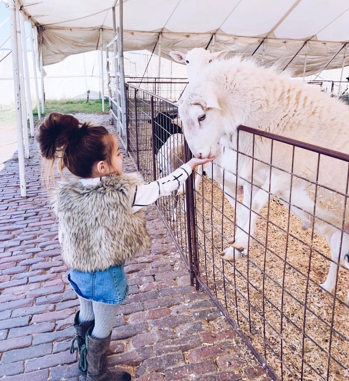 Fort Worth Stockyards Petting Zoo