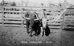 1912 Post Card of Long Horns     