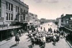 Longhorn cattle drive in the Stockyards, before there were tourist   
