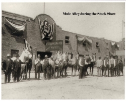 Mule Alley in the Fort Worth Stockyards during the Stock Show, circa 1915.   