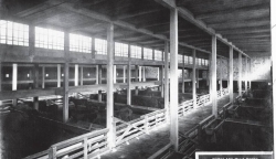 Mule barns early 1900s   