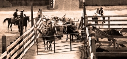 The herd, headed to the pens after a stroll down Exchange Ave.(1)    