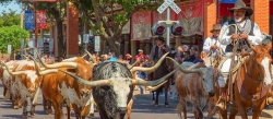  The Fort Worth Herd Celebrate 15 Years