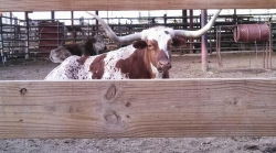  The Fort Worth Herd Celebrate 15 Years