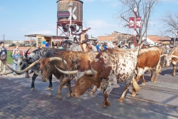  The Fort Worth Herd Celebrate 15 Years