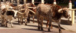 The Fort Worth Herd Celebrate 15 Years