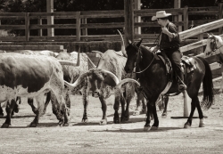  The Fort Worth Herd Celebrate 15 Years
